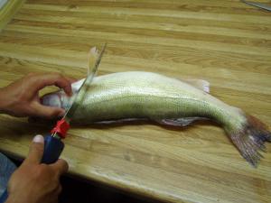 How to Fillet a Walleye With an Electric Knife? 